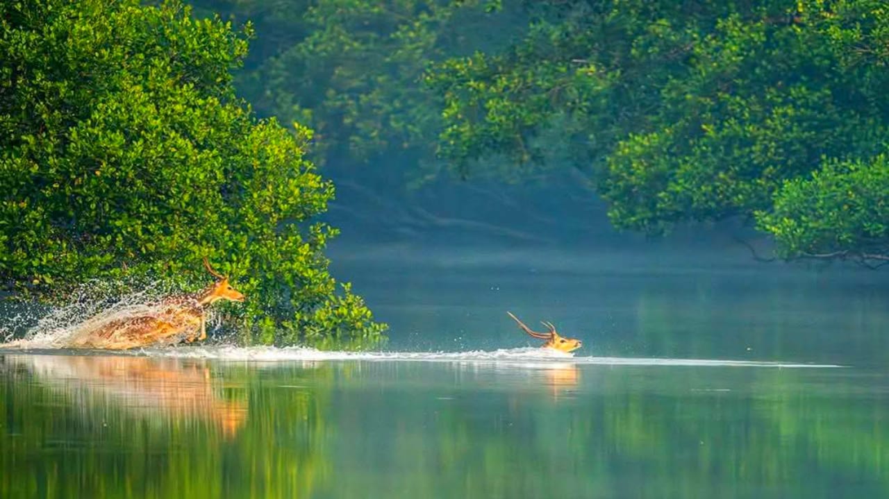 sundarban vromon