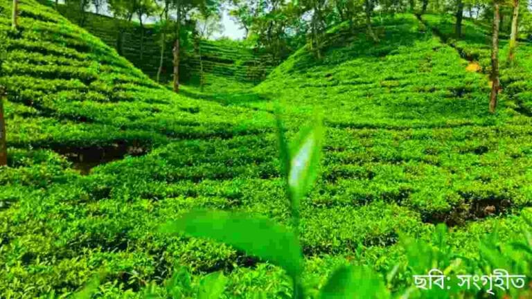 শ্রীমঙ্গল চা বাগান