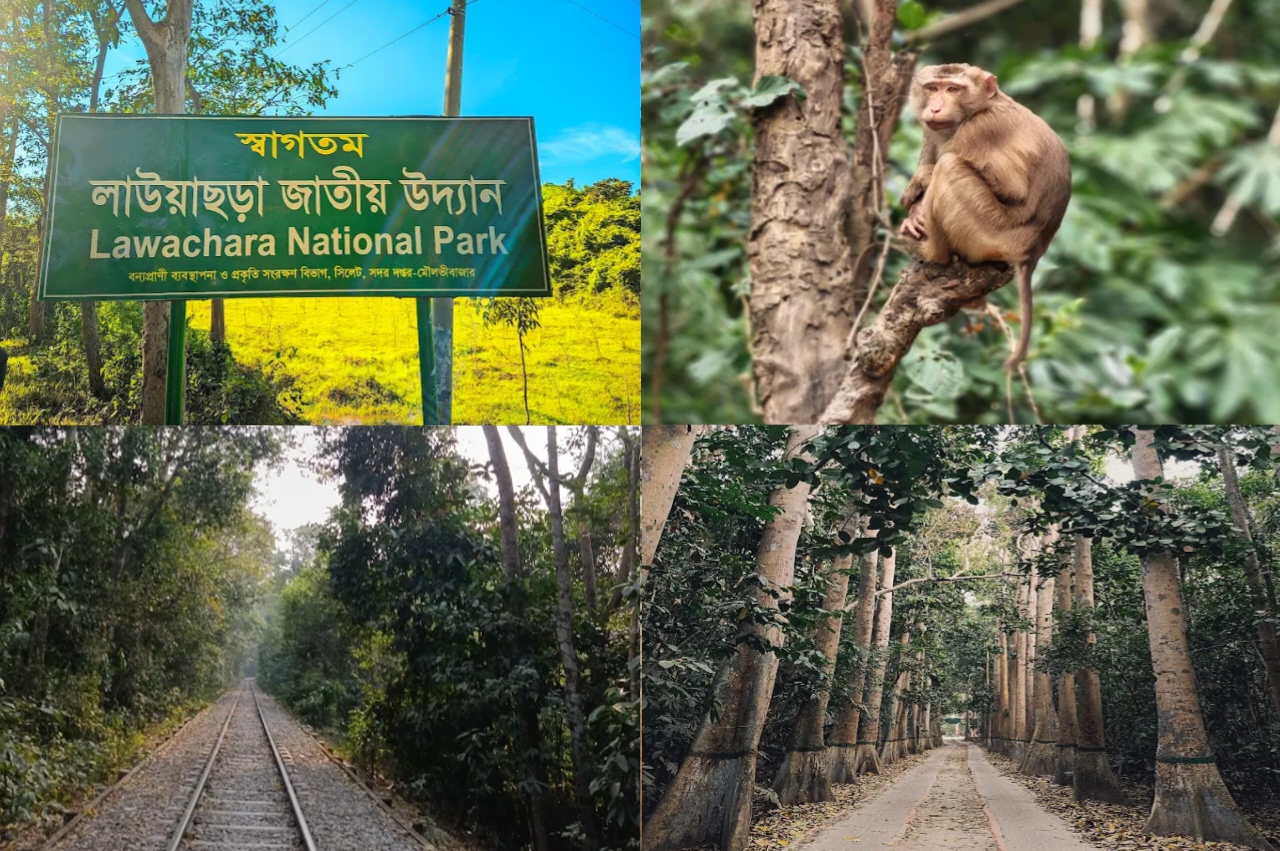 লাউয়াছড়া জাতীয় উদ্যান