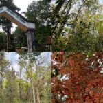 মধুপুর জাতীয় উদ্যান