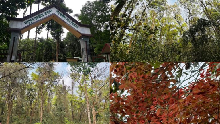 মধুপুর জাতীয় উদ্যান